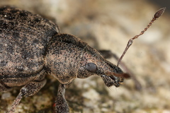 Liophloeus tessulatus