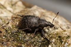 Liophloeus tessulatus