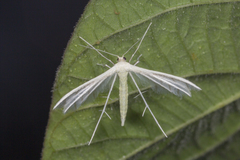 Pterophorus lacteipennis