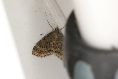 Acasis viretata