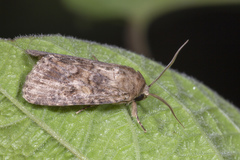 Agrotis segetum