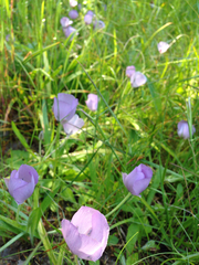 Calochortus uniflorus