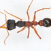Myrmecia occidentalis - Photo (c) Patrick Wake, some rights reserved (CC BY-NC), uploaded by Patrick Wake