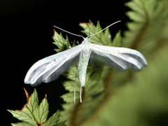 Pterophorus monospilalis