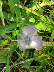 Calochortus uniflorus
