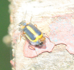 Attalus circumscriptus