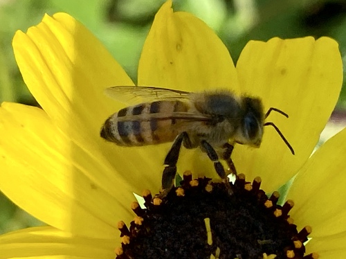 iNaturalist observation photo of Western Honey Bee