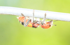 Enoclerus ichneumoneus