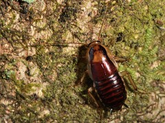 Celatoblatta undulivitta