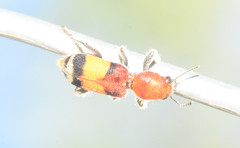 Enoclerus ichneumoneus