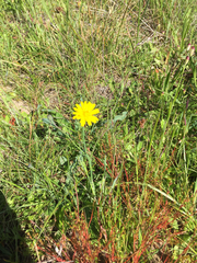 Crepis vesicaria