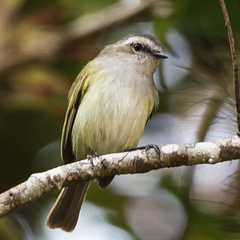 Paltry Tyrannulet photo 2