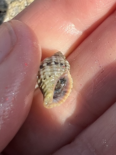 Circled Rock Snail