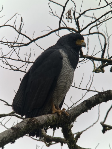 Barred Hawk (Morphnarchus princeps)