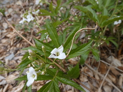 Cardamine heptaphylla