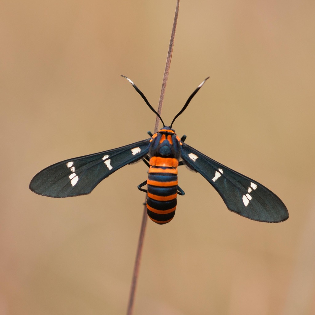 Yellow-banded Wasp Moth