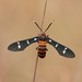 Yellow-banded Wasp Moth - Photo (c) Logan Crees, some rights reserved (CC BY-NC), uploaded by Logan Crees