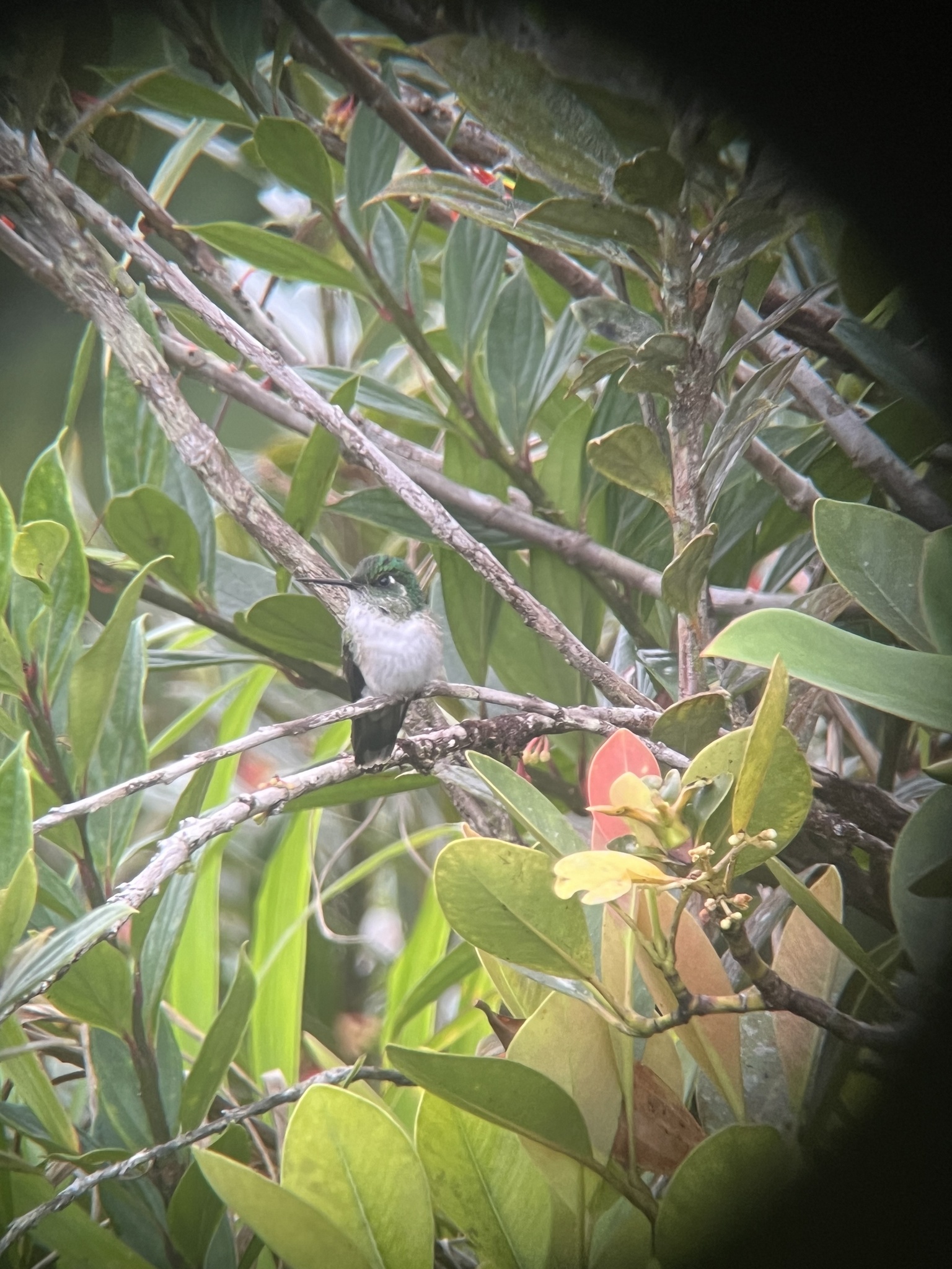 White-bellied Mountaingem (Lampornis hemileucus), photo 2
