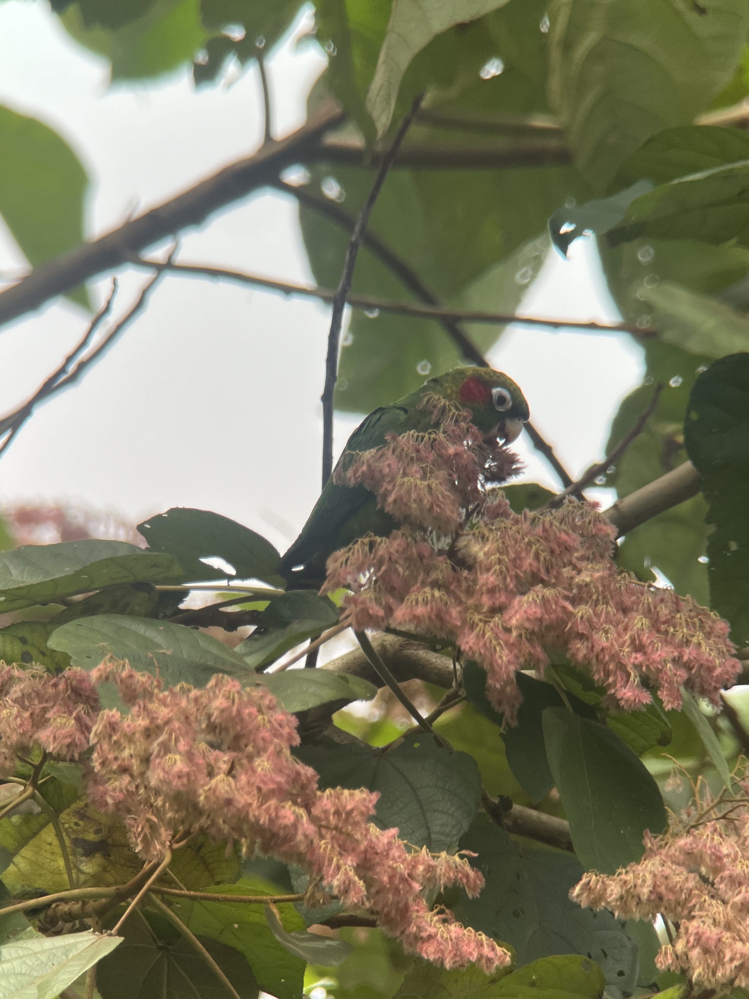 Sulphur-winged Parakeet (Pyrrhura hoffmanni), photo 8