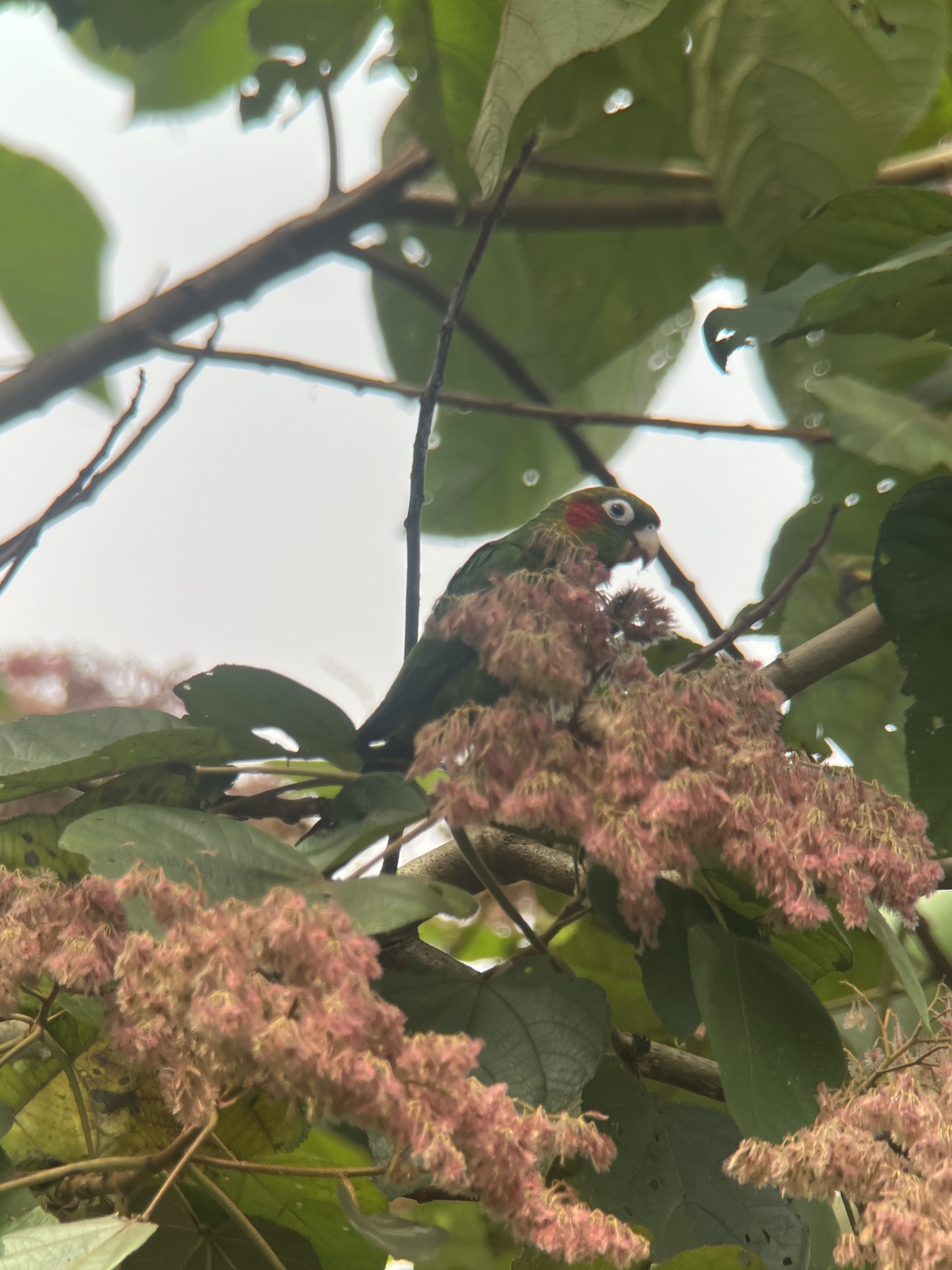 Sulphur-winged Parakeet (Pyrrhura hoffmanni), photo 9