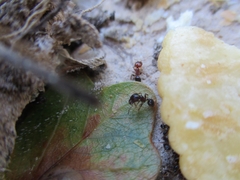 Pheidole dentata