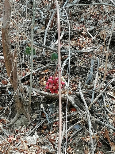 Ampelocissus acapulcensis (Ampelocissus acapulcensis)