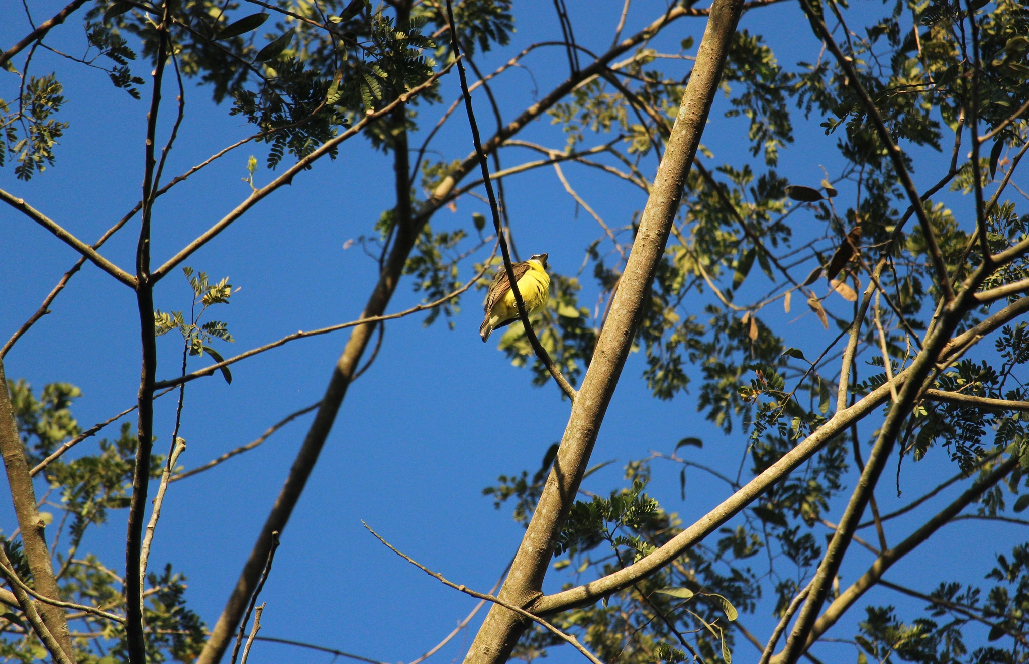 Boat-billed Flycatcher illustration