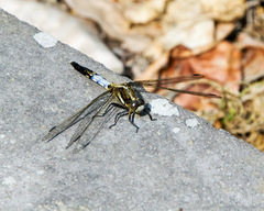 Orthetrum albistylum speciosum