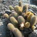 Lava Cactus - Photo (c) justinchappelle, some rights reserved (CC BY-NC)