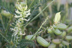 Astragalus pomonensis