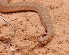 Crotalus oreganus concolor