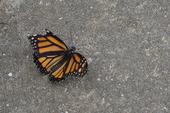 Danaus plexippus