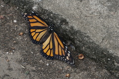 Danaus plexippus