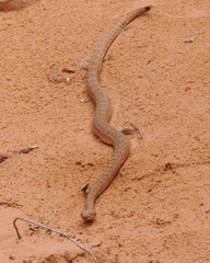Crotalus oreganus concolor