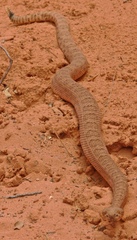 Crotalus oreganus concolor