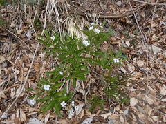 Cardamine heptaphylla