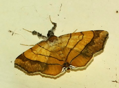 Gracilodes caffra
