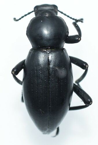 Coelocnemis magna