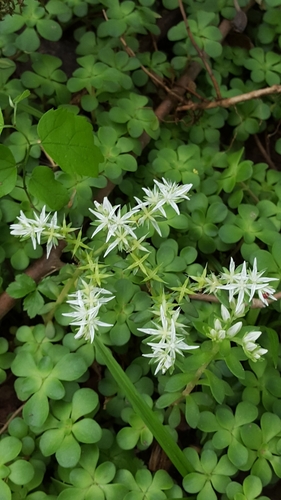 woodland stonecrop