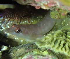 Aspasmogaster costata