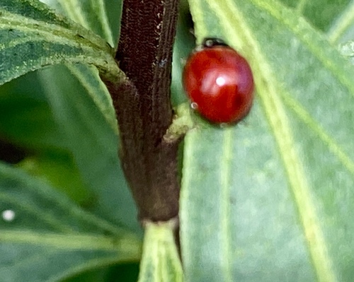 iNaturalist observation photo of Spotless Lady Beetle