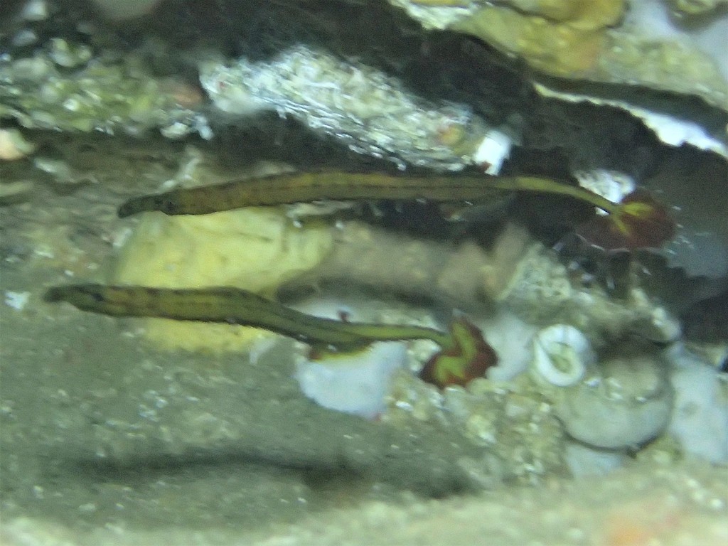 Upside-down pipefish (Heraldia nocturna) — Syngnathidae