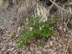 Cardamine heptaphylla