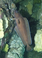 Lotella rhacina