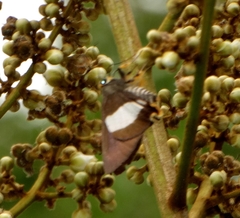 Coeliades forestan forestan