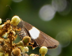 Coeliades forestan forestan