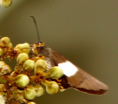 Coeliades forestan forestan