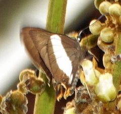 Coeliades forestan forestan