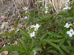 Cardamine heptaphylla