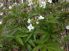 Cardamine heptaphylla
